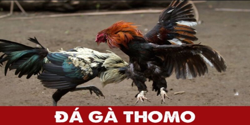 Đôi nét căn bản về đá gà thomo FM88