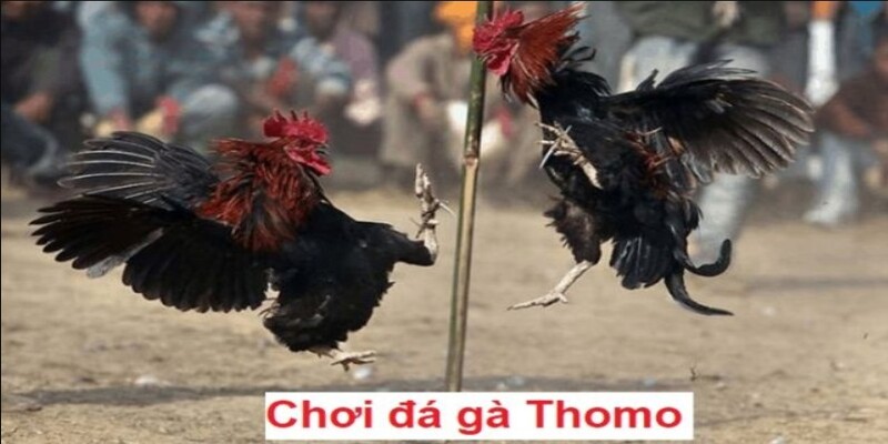 Luật căn bản khi tham gia đá gà thomo FM88